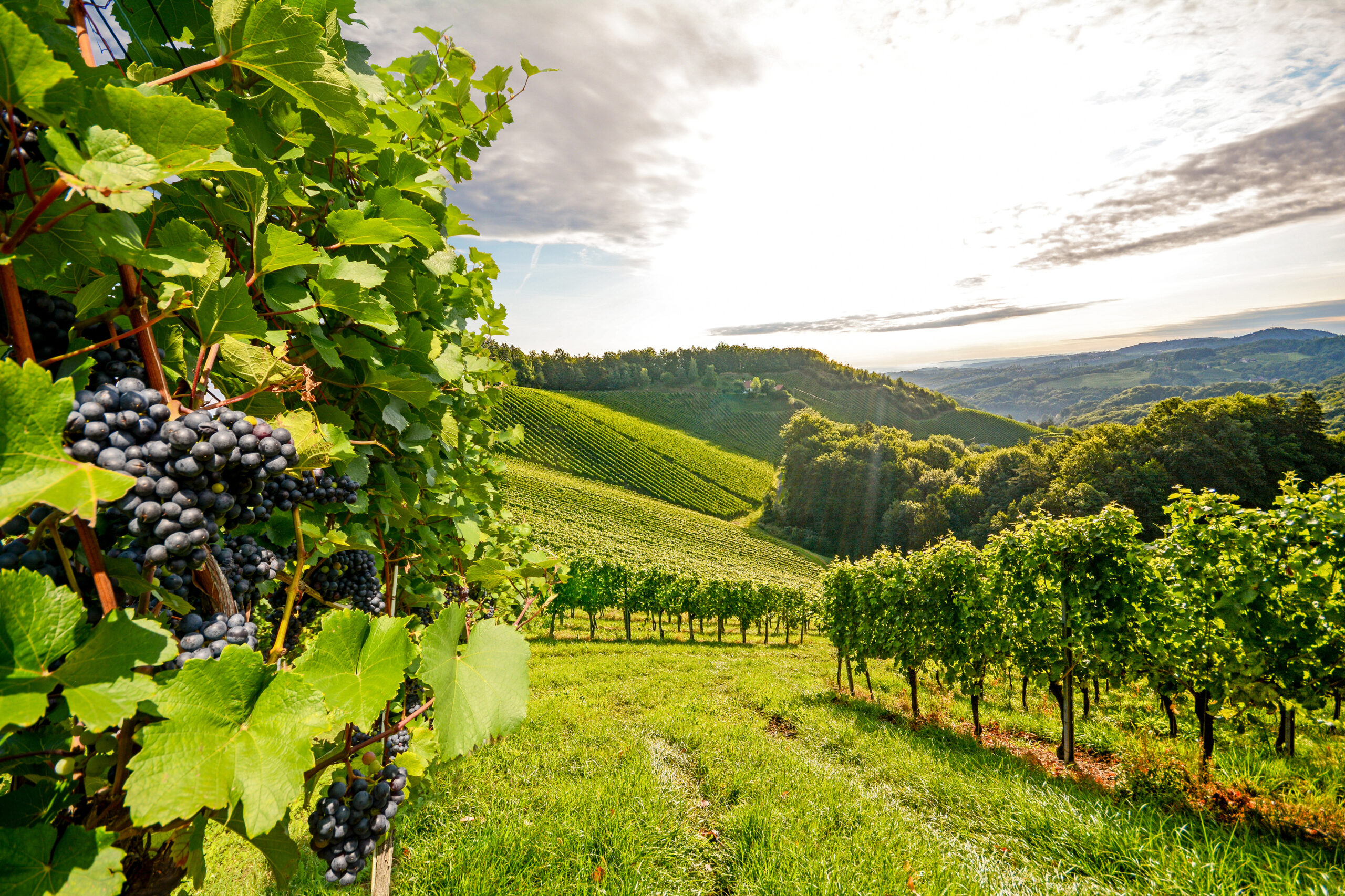 Ein Weingut